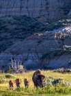 Bison with calves in Theodore Roosevelt National Park, North Dakota, USA. Art Print